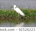Egret preying on a frog 92526223