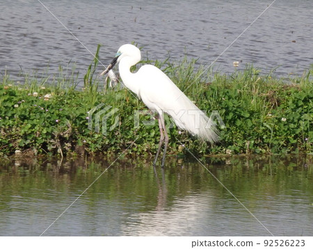 Egret preying on a frog 92526223
