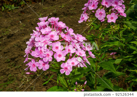 Cute pink phlox flowers Cute pink phlox flowers 92526344