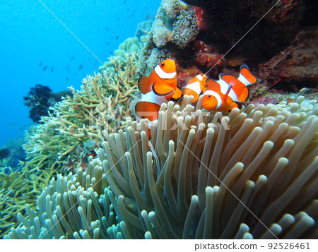 Sea idol, clownfish Sea idol, clownfish 92526461