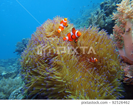 Sea idol, clownfish 92526462