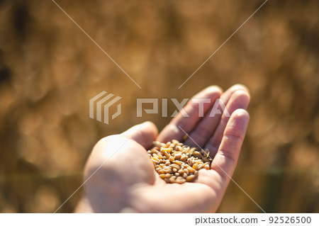 Ripe wheat grains in agronomist hands 92526500
