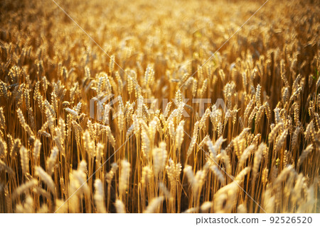 Ripe wheat spikelets on golden field 92526520
