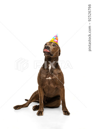 Studio shot of purebred dog, american pit bull terrier, posing in birthday hat isolated over white background 92526766