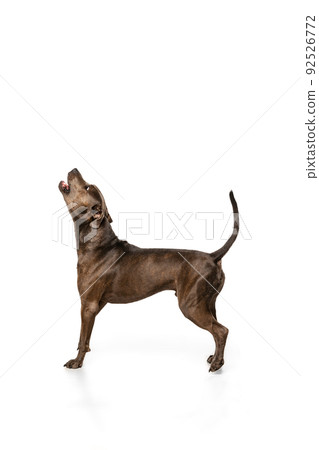 Studio shot of purebred dog, american pit bull terrier, howling, posing isolated over white background 92526772