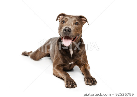 Studio shot of cheerful, purebred dog, american pit bull terrier, lying on floor, posing isolated over white background 92526799
