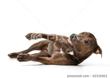 Studio shot of beautiful, purebred dog, american pit bull terrier, lying on floor, playing isolated over white background Studio shot of beautiful, purebred dog, american pit bull terrier, lying on floor, playing isolated over white background 92526801