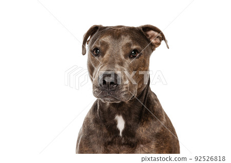 Studio shot of beautiful, purebred dog, american pit bull terrier, posing isolated over white background. Serious look Studio shot of beautiful, purebred dog, american pit bull terrier, posing isolated over white background. Serious look 92526818