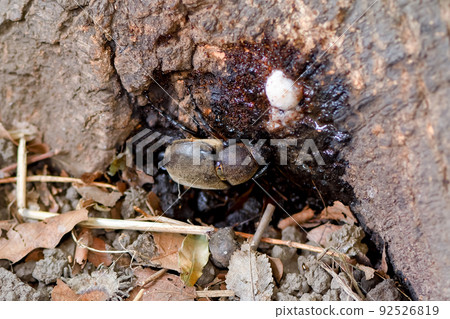 Beetle (female) Beetle (female) 92526819