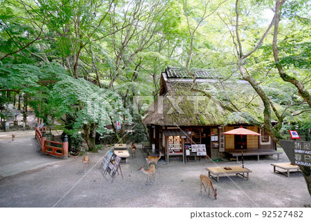 Nara Park 10 92527482