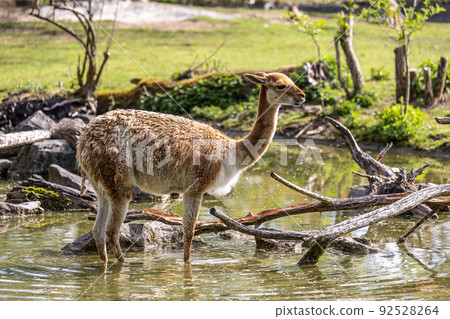 Vicunas, Vicugna Vicugna, relatives of the llama in a German park Vicunas, Vicugna Vicugna, relatives of the llama in a German park 92528264