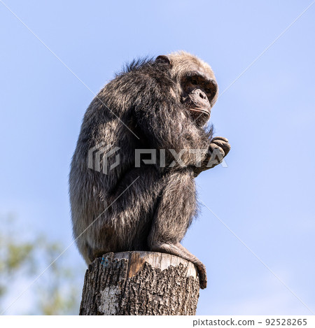 Common Chimpanzee, Pan troglodytes, popular great ape from African forests and woodlands 92528265