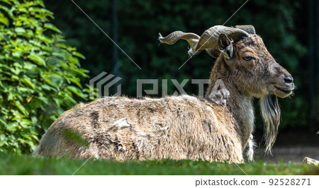 Turkmenian markhor, Capra falconeri heptneri living on the rocks 92528271