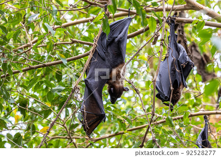 African Straw Colored Fruit Bat