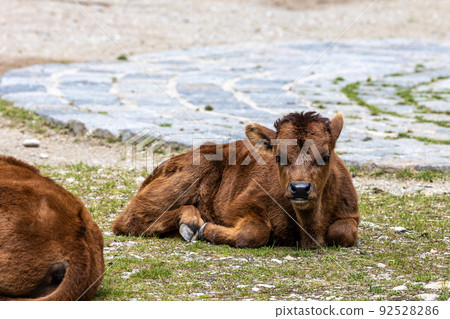 Young baby Heck cattle, Bos primigenius taurus or aurochs in a German park 92528286