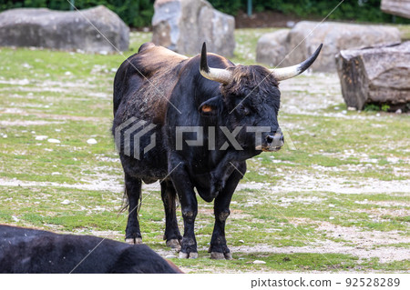 Heck cattle, Bos primigenius taurus or aurochs in a German park Heck cattle, Bos primigenius taurus or aurochs in a German park 92528289
