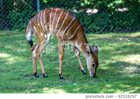 Nyala Antelope - Tragelaphus angasii. Wild life animal. Nyala Antelope - Tragelaphus angasii. Wild life animal. 92528297