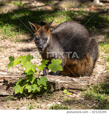 Swamp Wallaby, Wallabia bicolor, is one of the smaller kangaroos Swamp Wallaby, Wallabia bicolor, is one of the smaller kangaroos 92528299