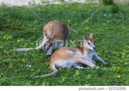 The agile wallaby, Macropus agilis also known as the sandy wallaby The agile wallaby, Macropus agilis also known as the sandy wallaby 92528300