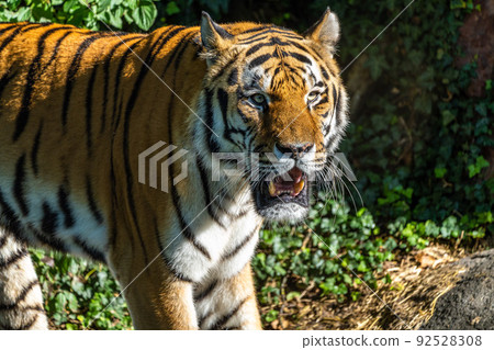 The Siberian tiger,Panthera tigris altaica in a park The Siberian tiger,Panthera tigris altaica in a park 92528308