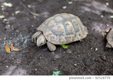 African spurred tortoise and Hermann tortoise 92528770