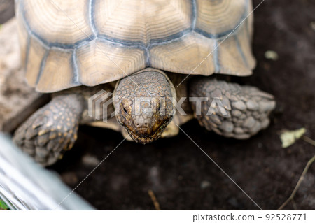 非洲刺龜和赫爾曼龜 92528771