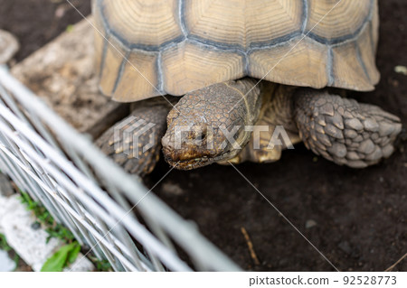 非洲刺龜和赫爾曼龜 非洲刺龜和赫爾曼龜 92528773