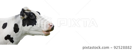 Long banner Cow portrait isolated on white background. Spotted black and white cow looking in front of white background. Farm animals concept. 92528882