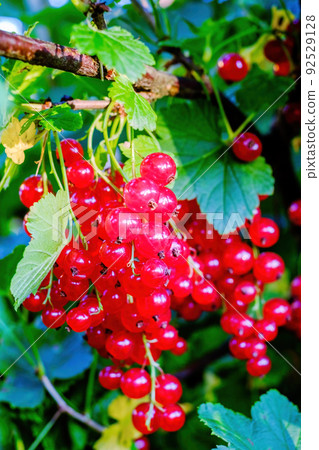 Red currant. A bunch of berries in close-up. Selective focus. Vertical photo 92529128