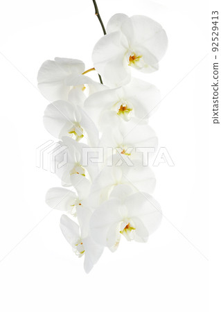 Beautiful White orchid isolated on white background 92529413