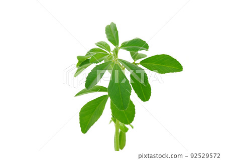 Fenogreek Fenogreek 92529572