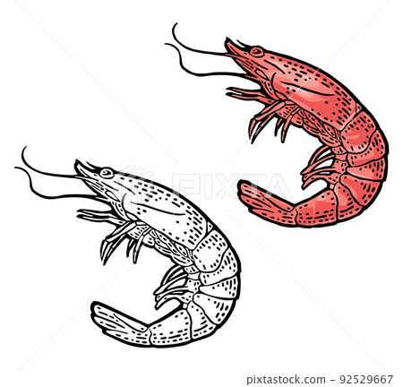Shrimp isolated on white background. Vector black vintage engraving Shrimp isolated on white background. Vector black vintage engraving 92529667