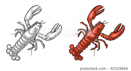 Lobster isolated on white background. Vector color vintage engraving Lobster isolated on white background. Vector color vintage engraving 92529668