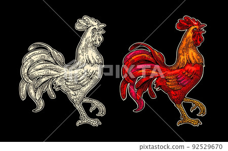 Red fiery rooster. Vintage black vector engraving illustration Red fiery rooster. Vintage black vector engraving illustration 92529670