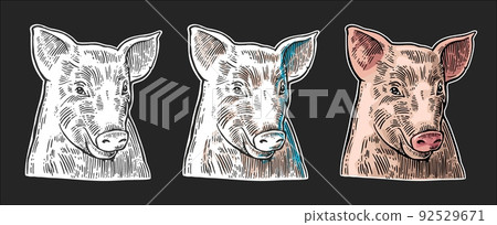 Pig head isolated on white background. Pig head isolated on white background. 92529671