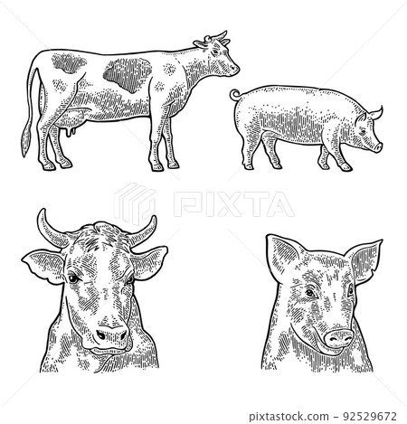 Cow. Side and front view. Vintage vector engraving 92529672