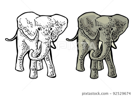 Elephant. Engraving vintage vector color illustration. Isolated on white background. Elephant. Engraving vintage vector color illustration. Isolated on white background. 92529674