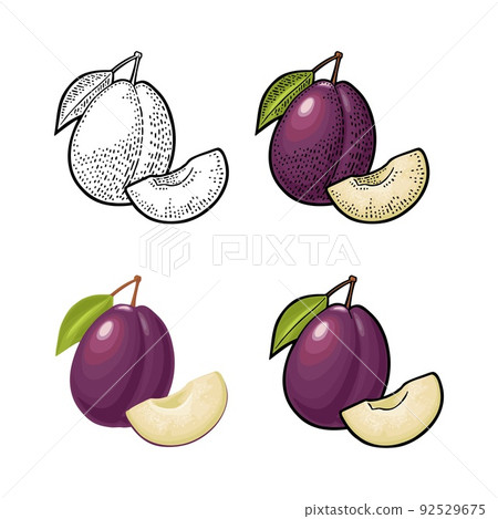 Whole and slice plum with seed and leaf. Vector vintage engraving Whole and slice plum with seed and leaf. Vector vintage engraving 92529675