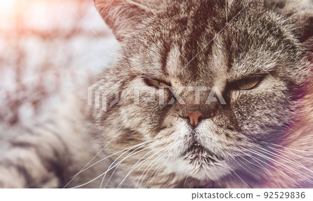 A funny big long-haired cat with beautiful big eyes lies on the sofa. 92529836