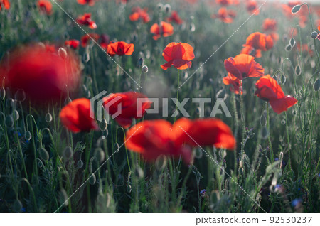 Red poppies close-up on an endless field with beautiful sunlight Red poppies close-up on an endless field with beautiful sunlight 92530237