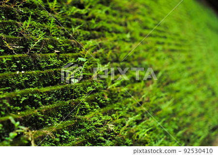 Closeup moss and fern grow on the surface of bricklayer wall with blurred green background Closeup moss and fern grow on the surface of bricklayer wall with blurred green background 92530410