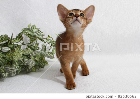 Abyssinian kitten, white wall background. Young beautiful purebred red short haired kitty. Small cute pets at cozy home. Top view banner. Funny adorable cats. Postcard concept. Close up, copy space. Abyssinian kitten, white wall background. Young beautiful purebred red short haired kitty. Small cute pets at cozy home. Top view banner. Funny adorable cats. Postcard concept. Close up, copy space. 92530562