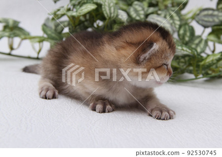 British shorthair kitten of golden color on white background and green leaves. Cute red chinchilla kitten. Pets at cozy home. Top down view web banner. Funny adorable pets cats. Postcard concept. British shorthair kitten of golden color on white background and green leaves. Cute red chinchilla kitten. Pets at cozy home. Top down view web banner. Funny adorable pets cats. Postcard concept. 92530745