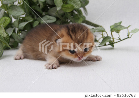 British shorthair kitten of golden color on white background and green leaves. Cute red chinchilla kitten. Pets at cozy home. Top down view web banner. Funny adorable pets cats. Postcard concept. British shorthair kitten of golden color on white background and green leaves. Cute red chinchilla kitten. Pets at cozy home. Top down view web banner. Funny adorable pets cats. Postcard concept. 92530768