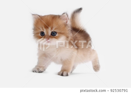 British longhair kitten on white background with green leaves. Golden chinchilla highlander. Cute fluffy kitten . Pets at cozy home. Top view web banner. Funny adorable pets cats. Postcard concept. 92530791