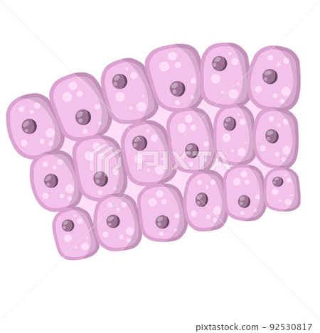 Cell of human organism. 92530817