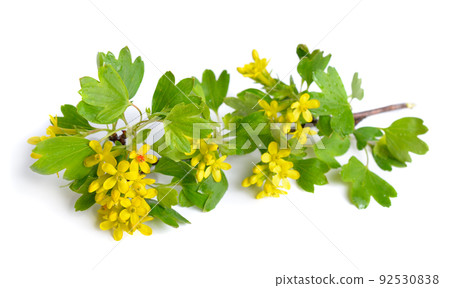 Ribes aureum, golden currant, clove currant, pruterberry and buffalo currant, Ribes odoratum. Isolated 92530838