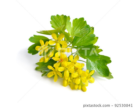 Ribes aureum, golden currant, clove currant, pruterberry and buffalo currant, Ribes odoratum. Isolated 92530841