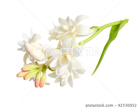 Agave amica, formerly Polianthes tuberosa or... - Stock Photo [92530952] -  PIXTA