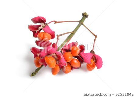 Euonymus europaeus. Close-up of a fruit. Isolated Euonymus europaeus. Close-up of a fruit. Isolated 92531042